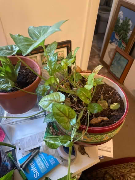 Photo of free House plants and aloe (Frederick, MD) #1