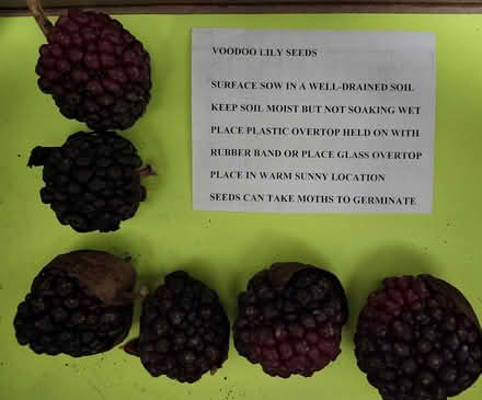 Photo of free Voodoo lily bulbs and seeds (Wellington Village) #2