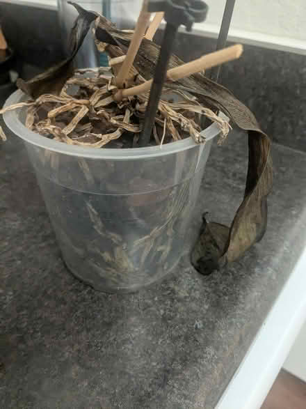 Photo of free Orchid (151 Calderon ave) #1