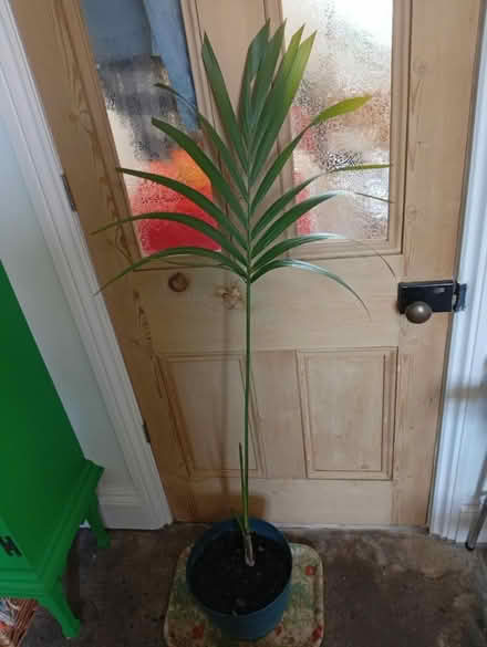 Photo of free Palm plant, needs some love (Buxworth SK23) #1