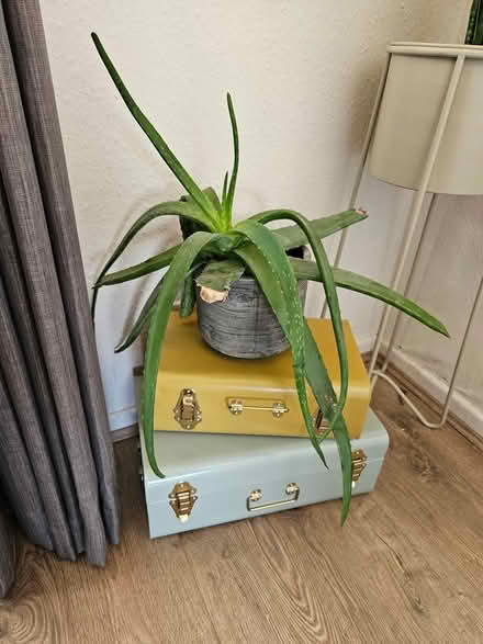 Photo of free Aloe plant (LS26 rothwell) #1