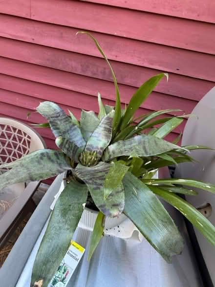 Photo of free House Plant - Bromeliad (Attleboro MA) #2