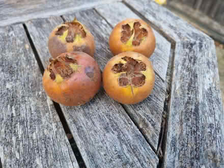 Photo of free Medlars (Tirley GL19) #1