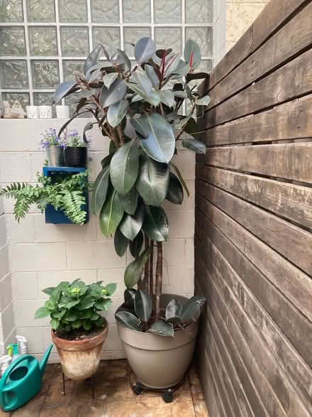 Photo of free Rubber tree in pot (Lewisham) #1