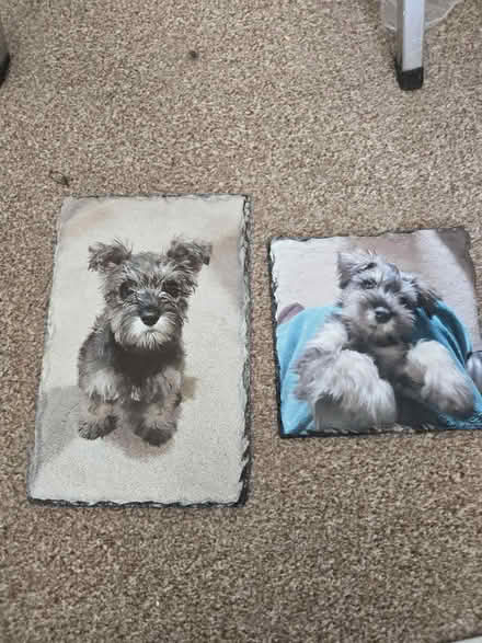 Photo of free Slate dog pics (Ford end CM3) #1