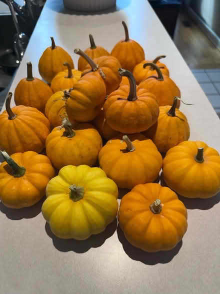 Photo of free 20 + mini pumpkins (Silver Spring) #1