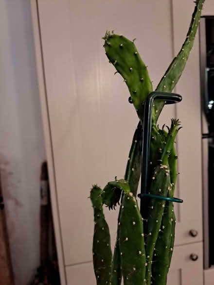 Photo of free Cactus (Oldfield Park) #1