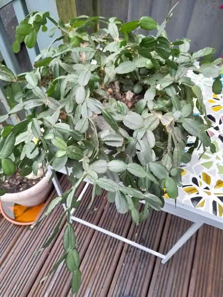 Photo of free Christmas cactus (Heartlands Project TR15) #1