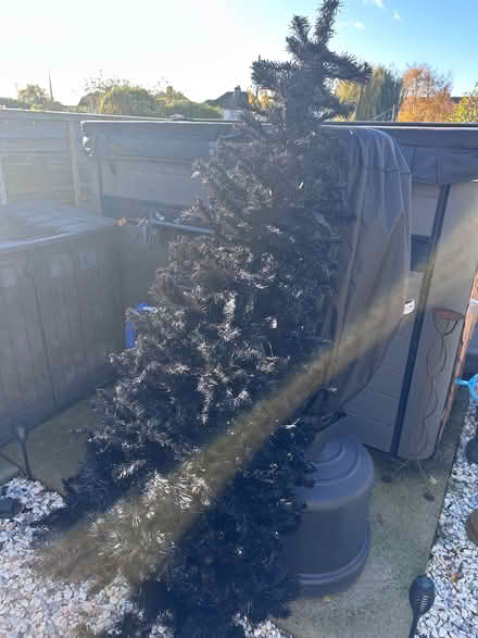Photo of free Black Christmas Tree (Fareham PO14) #1