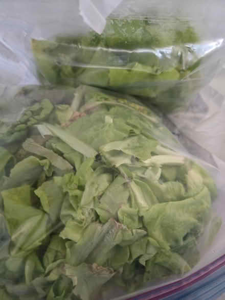 Photo of free Lettuce - Rabbit food (10 mile & Schoenherr) #1