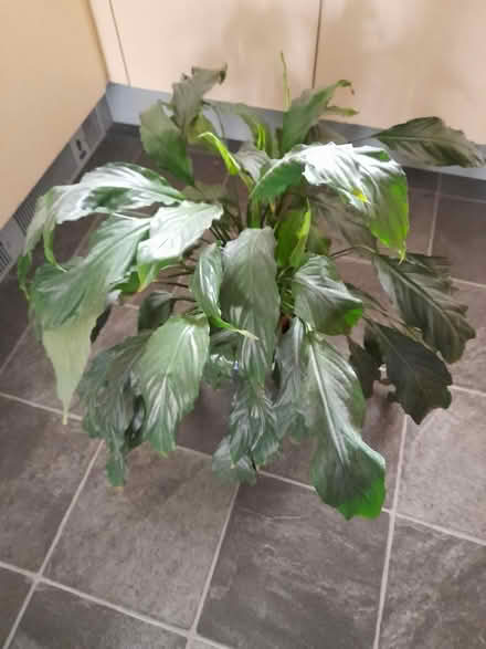 Photo of free Indoor lily (Heartlands Project TR15) #1