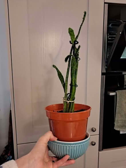 Photo of free Cactus (Oldfield Park) #2