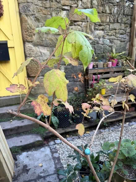 Photo of free Small, mature Viburnum Shrub (Edinburgh, Broughton, EH3) #2