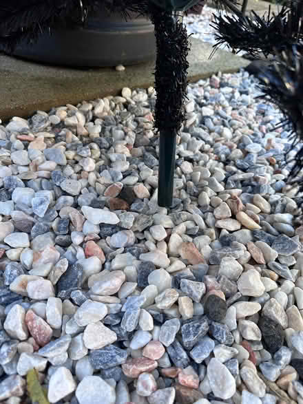 Photo of free Black Christmas Tree (Fareham PO14) #3