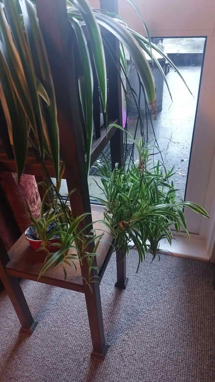 Photo of free Baby spider plants (50-100) (Oldfield Park) #2