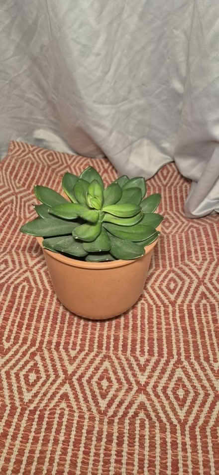 Photo of free Terra cotta pot with fake plant (little italy) #1