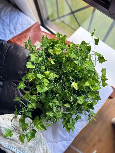 Photo of free Pack of fake vines (Canning Town E16) #1