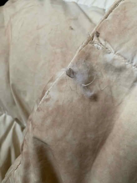 Photo of free White Goose Down Duvet Twin Size (South Brampton) #2