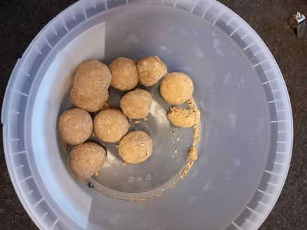 Photo of free Bird feeding fat balls (Wolverley DY11) #1