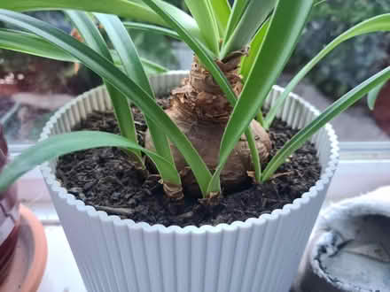 Photo of free New amarylis onions (Rowhedge CO5) #2