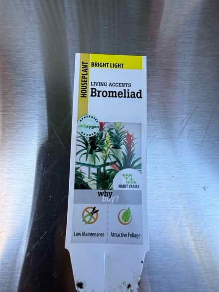 Photo of free House Plant - Bromeliad (Attleboro MA) #4