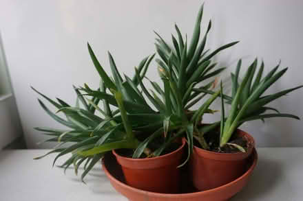 Photo of free House plants - succulent (Stroud GL5) #1