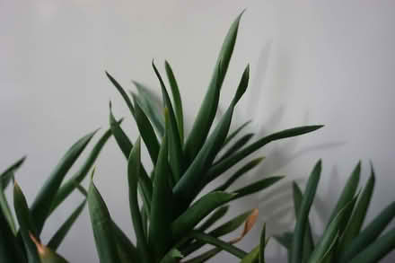 Photo of free House plants - succulent (Stroud GL5) #2