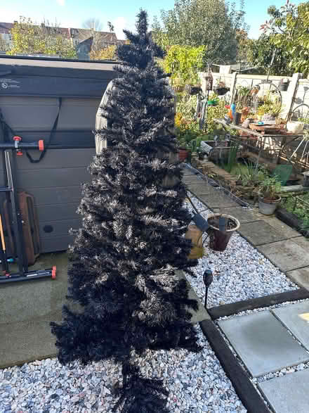 Photo of free Black Christmas Tree (Fareham PO14) #2