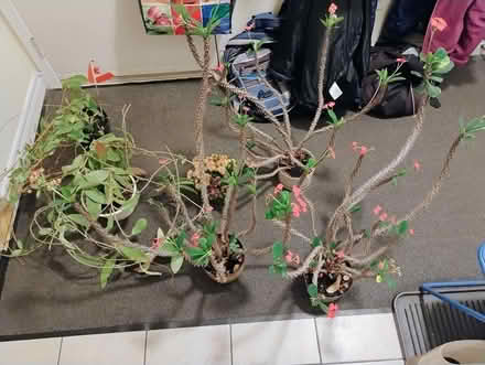 Photo of free House plants, Westvale Waterloo (Westvale, Waterloo) #1