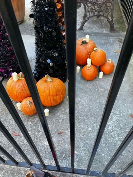 Photo of free Halloween pumpkins, uncarved (West San Jose) #1
