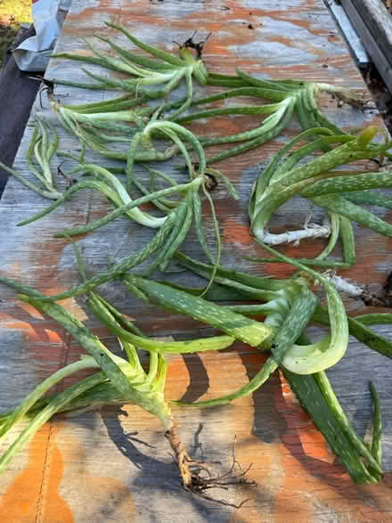 Photo of free Aloe cuttings (Attleboro MA) #2