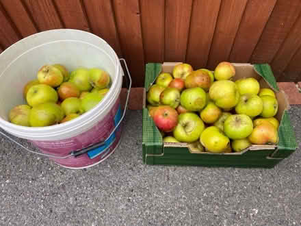 Photo of free Cooking Apples 🍏 (Waterlooville PO7) #1