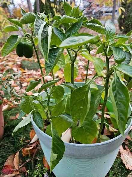 Photo of free Sweet pepper plants (Near the experimental farm) #1