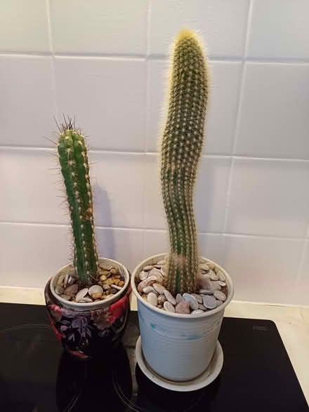 Photo of free Cactus plants (Parkham Hill TQ5) #4