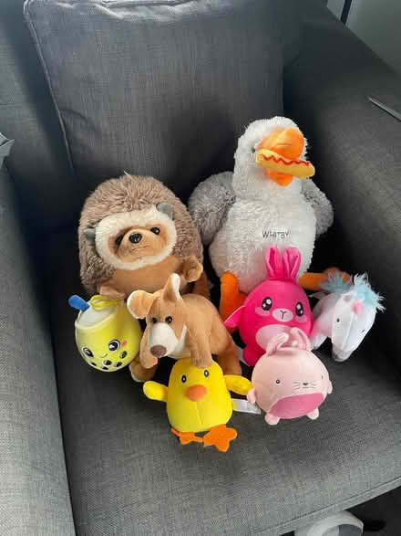 Photo of free Teddy bundle (Thringstone LE67) #1