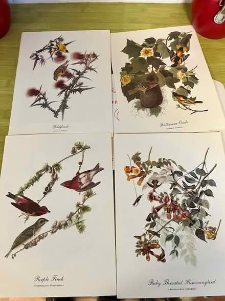 Photo of free Audubon Bird Prints (west of Watertown Square) #1
