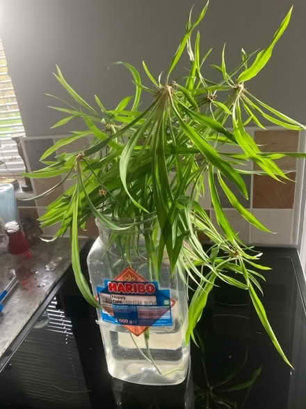 Photo of free Spider plant babies (Gayton CH60) #1