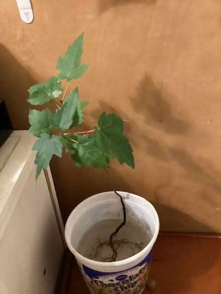 Photo of free Maple sapling (Allen Pond area of Bowie) #1
