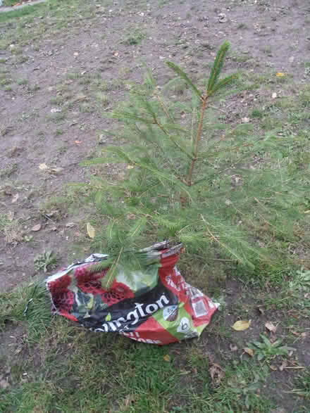 Photo of free Christmas Tree (Newnham RG27) #1