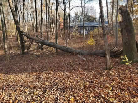 Photo of free Firewood - downed (Hyde Park (central -east)) #1
