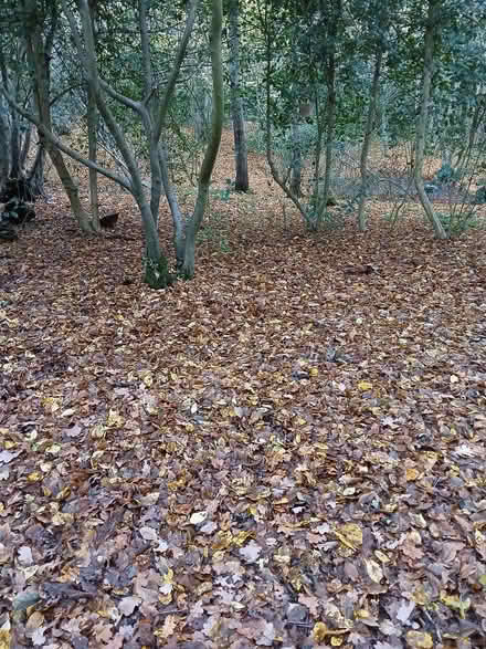 Photo of free Leaves For Composting (Benfleet SS7) #2