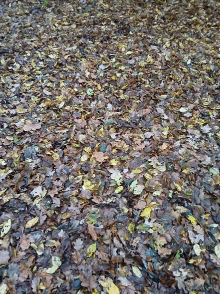 Photo of free Leaves For Composting (Benfleet SS7) #1