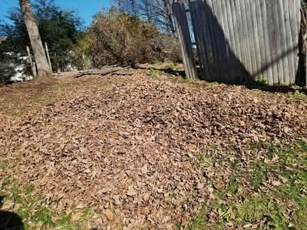 Photo of free Leaves (Huntington MA) #1