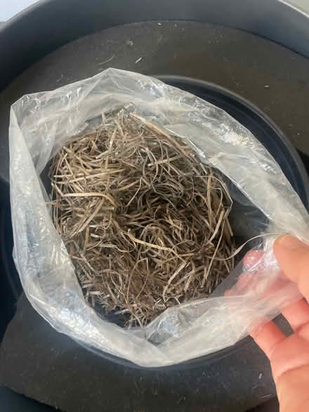 Photo of free Black Plastic Interior Plant Pot (Berkeley) #4