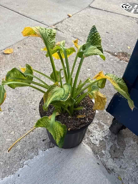 Photo of free Save this plant (Downtown Wilmette) #1