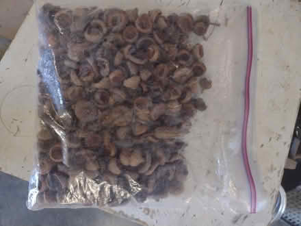 Photo of free Acorn caps for crafts (Broomall) #1