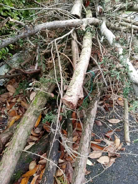 Photo of free firewood (ferndown BH22) #4