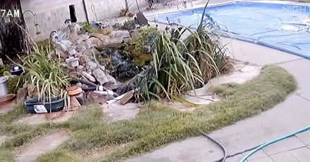 Photo of free Water Iris Plants (NE ABQ) #2