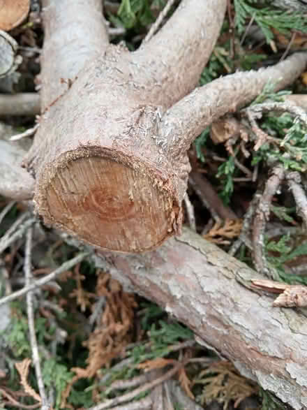 Photo of free firewood (ferndown BH22) #1