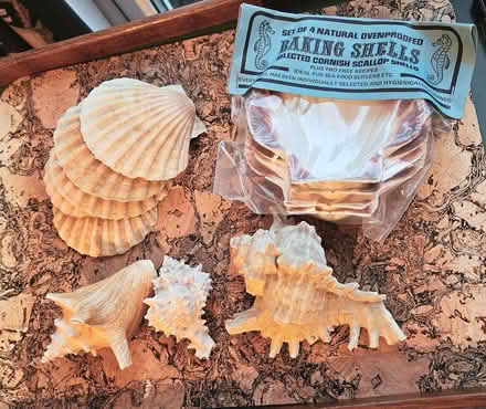 Photo of free Sea shells (Leckhampton GL53) #1